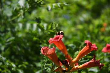 bee and red poppy flowers