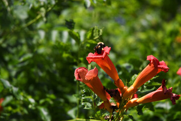 bee and red poppy flowers