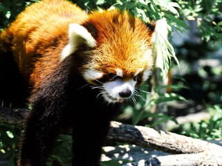 可愛いレッサーパンダ