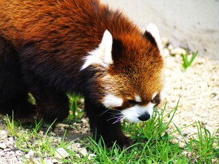 可愛いレッサーパンダ