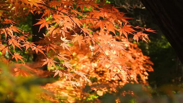 秋の風物詩、紅葉の紅葉が至る所に・・・