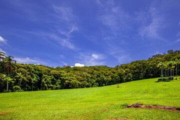 Obraz premium キュランダの熱帯雨林