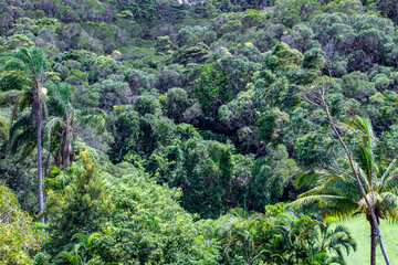 キュランダの熱帯雨林