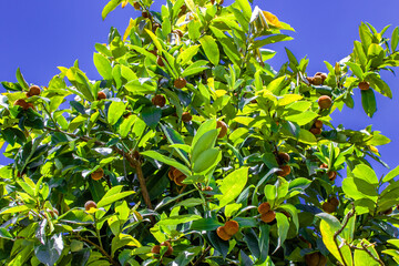 キュランダの熱帯雨林