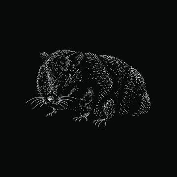 Teddy Bear Hamster hand drawing vector illustration isolated on black background