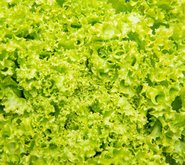 green background of fresh salad leaves vegetable