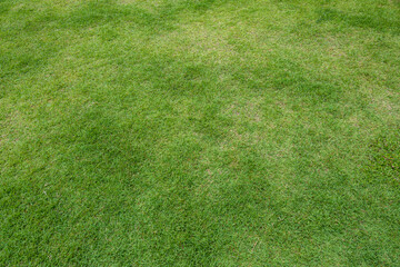 Green meadow grass field for sport background.