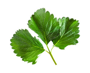 Strawberry leaves isolated on white background, Include clipping path. Green strawberry leaf.