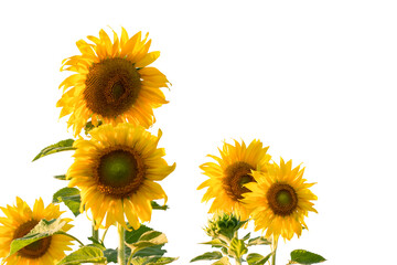 Sunflower isolated on white background include clipping path. Sunflower blooming depth of field.