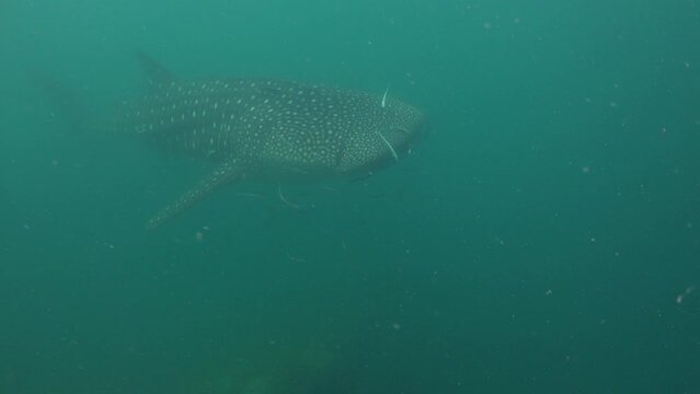 Whale shark in the green water filmed from above. It swims close to the reef surrounded by dozen remoras 