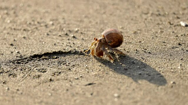 a late afternoon shot of a hermit crab walking forwards and backwards at corcovado national park of costa rica
