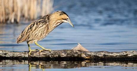 Great bittern (Botaurus stellaris) fishing on a lake