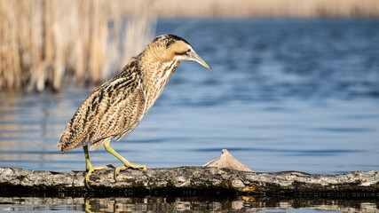 Great bittern (Botaurus stellaris) fishing on a lake