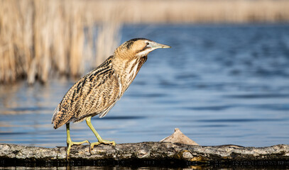 Great bittern (Botaurus stellaris) fishing on a lake
