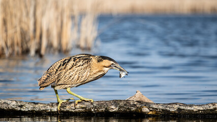 Great bittern (Botaurus stellaris) fishing on a lake