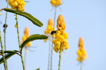 Senna alata is an important medicinal tree, as well as an ornamental flowering plant in the subfamily Caesalpinioideae. It also known as emperor's candlesticks, candle bush, candelabra bush.