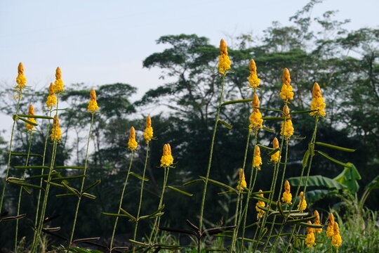 Senna alata is an important medicinal tree, as well as an ornamental flowering plant in the subfamily Caesalpinioideae. It also known as emperor's candlesticks, candle bush, candelabra bush.