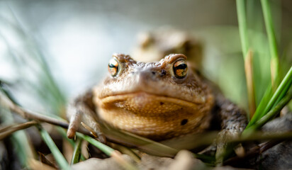 Common toad (Bufo bufo) mating in the forest undergrowth, female in focus