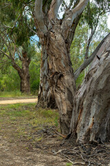 Old eucalyptus trees in public park, Hillston, NSW, Australia