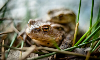 Common toad (Bufo bufo) mating in the forest undergrowth