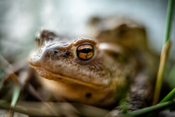 Common toad (Bufo bufo) mating in the forest undergrowth