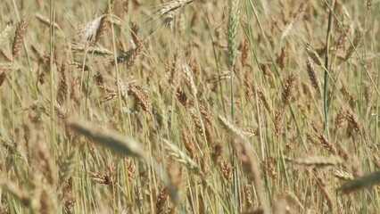 Ears of Wheat Ripening on Field Moved by Wind on Hot Summer Day