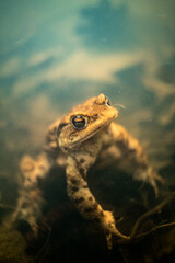 Common toad (Bufo bufo) underwater
