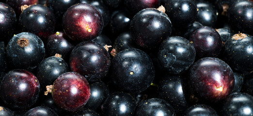 black currant fresh for wallpaper screensaver background macro