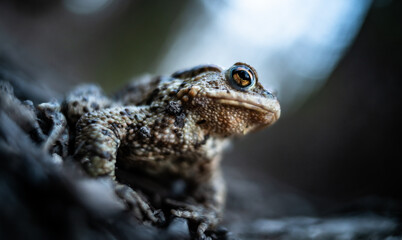 Common toad (Bufo bufo) close-up