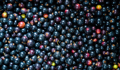 black currant fresh for wallpaper screensaver background macro