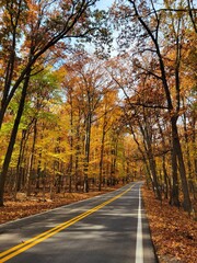 Obraz premium road in autumn forest