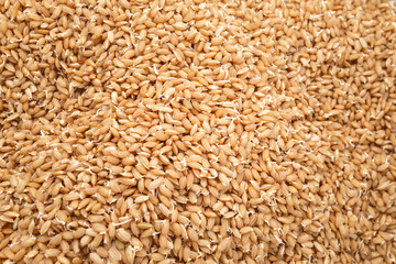 稲作育苗ハウスで種まき機ホッパの種もみ