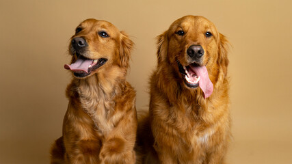two golden retriever puppies sitting together - obrazy, fototapety, plakaty
