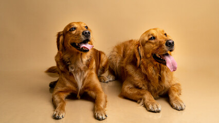 BEAUTIFUL GOLDEN RETRIEVER BROTHERS LOOKING UP