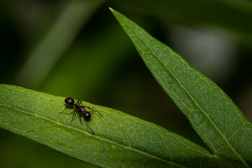 ant on a leaf, negative space above Ant 