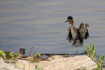 Green Heron Jumping
