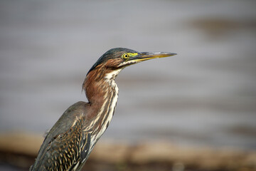 Green Heron