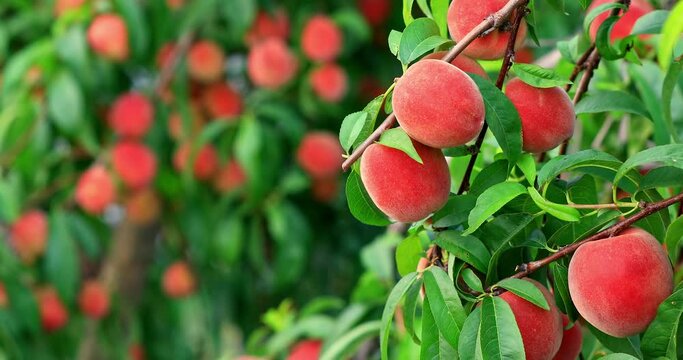 Ripe sweet peach fruit growing on peach branch in orchard. Delicious peaches on the plantation.