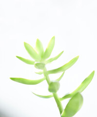 Blur beautiful nature green plant (pigmyweeds) with bokeh sun light on white background. Copy space of summer vacation and business travel concept. Blurry effect.