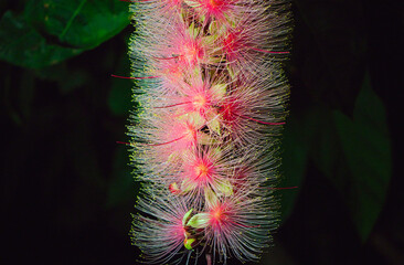 Barringtonia racemosa or powder puff tree flower at night. Pink exotic flowers.