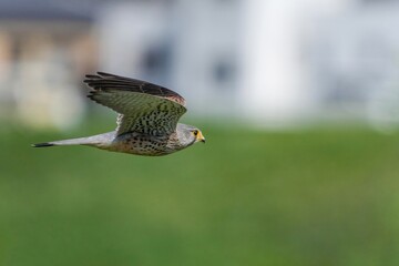 グリーンをバックに飛ぶ子育て中のチョウゲンボウ成鳥 オス