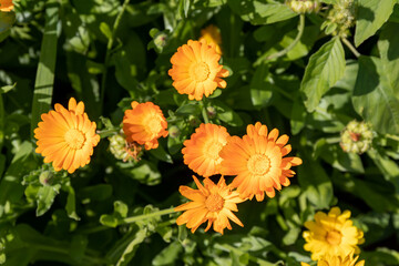 Gorgeous bright orange flowers of marigold (lat. Calendula officinalis) officinalis on a field on a sunny summer day, top view