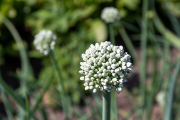 White inflorescence ball on top of an onion stalk