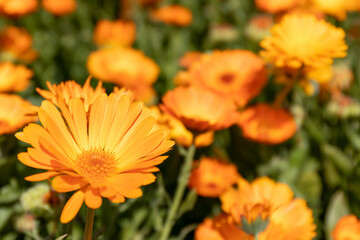 Gorgeous bright orange flowers of marigold (lat. Calendula officinalis) officinalis on the field on a sunny summer day, flower carpet