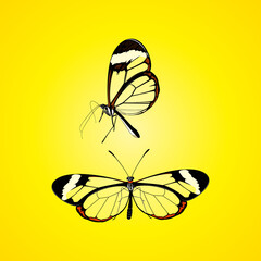 Glass wing Butterfly Vector Illustration - Beautiful Butterfly collection