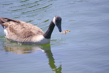 Goose in the water
