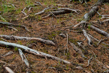 Roots of old tree in autumn forest. Ground is covered with red coniferous needles.