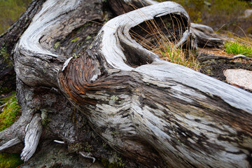 Old dry tree roots. Ancient power of life. Pine trunks without bark from wind.