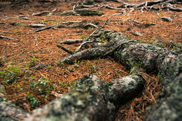 Fototapeta na wymiar Roots of old tree in autumn forest