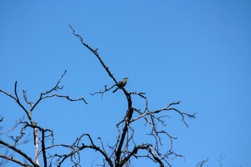 Obraz premium bird in a dead tree